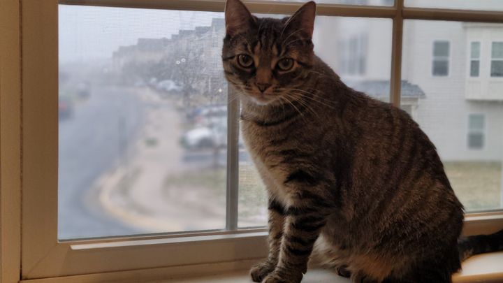 Help with Cairo’s Emergency Vet Bills campaign photo, 1 of 7