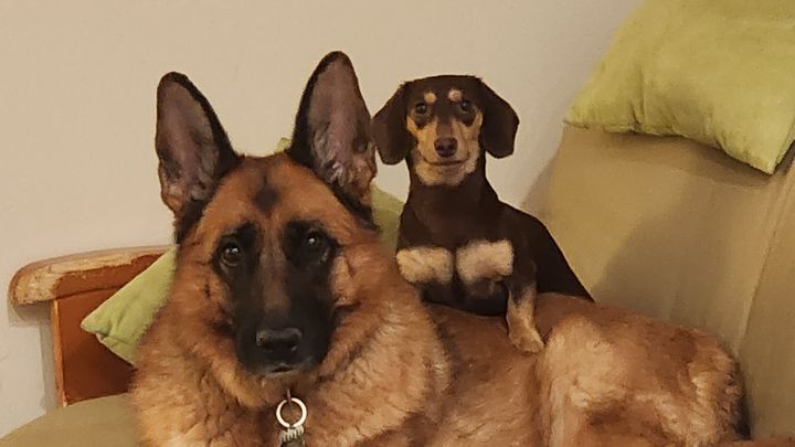 Sam's Eye Cancer Surgery and Recovery campaign photo, 1 of 5