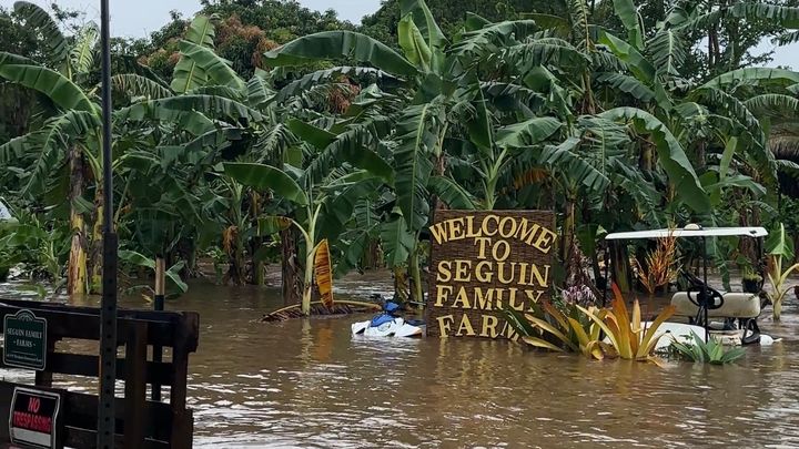 Help Seguin Family Farms Recover After Waiāhole Flooding campaign photo, 1 of 8