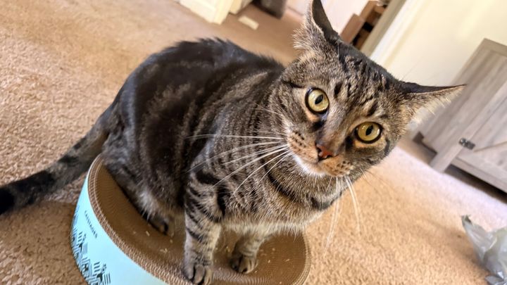 Help Dinks Get Vet Care campaign photo, 1 of 8