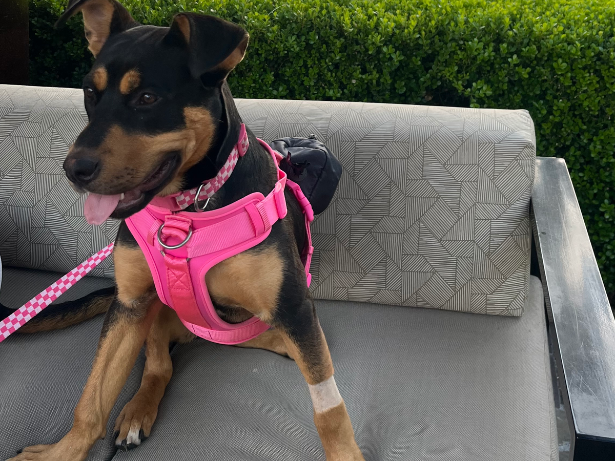 Lola's Medical Journey: Your Help is Needed campaign photo, 1 of 7