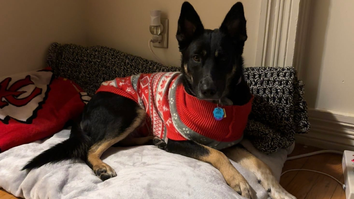 Help Jess (Jellybean) Heal and Come Home campaign photo, 1 of 8