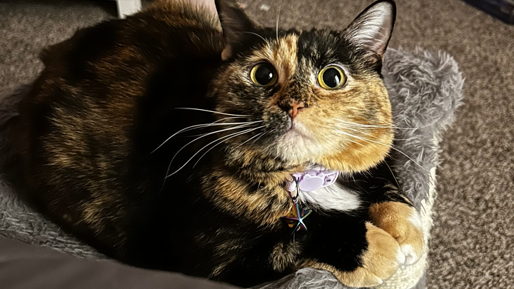 Support Missy's Vet Bills & Care Recovery campaign photo, 1 of 7
