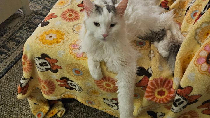 Kampagnen-Foto für A Pretty Cat's Vet Care Needs Your Kindness Today, 1 von 7