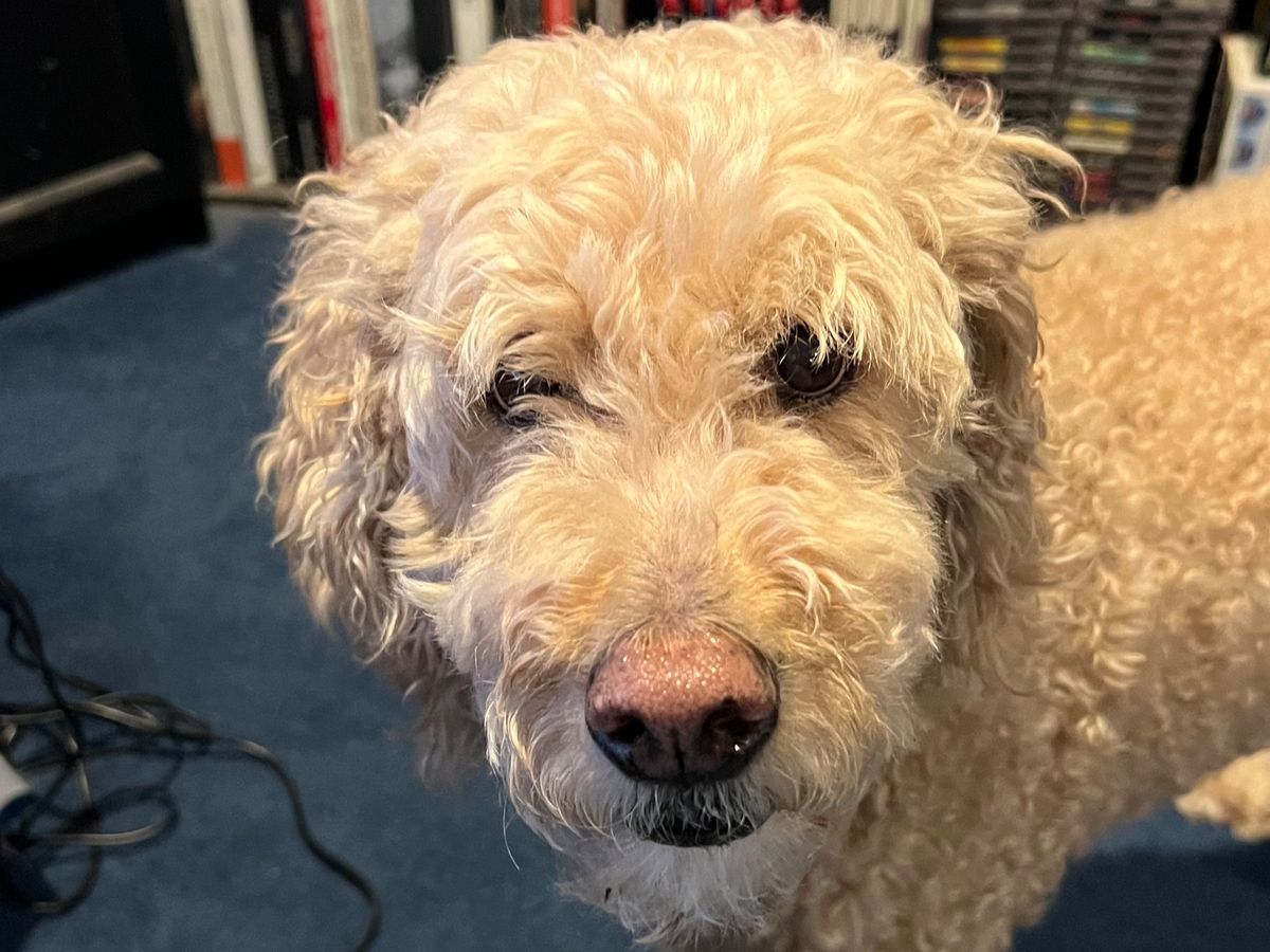 Fundraiser by THEE Zophar : Help Zoey Get the Care She Needs