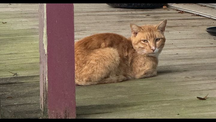 Support TNR for Texas Feral Cats campaign photo, 1 of 4