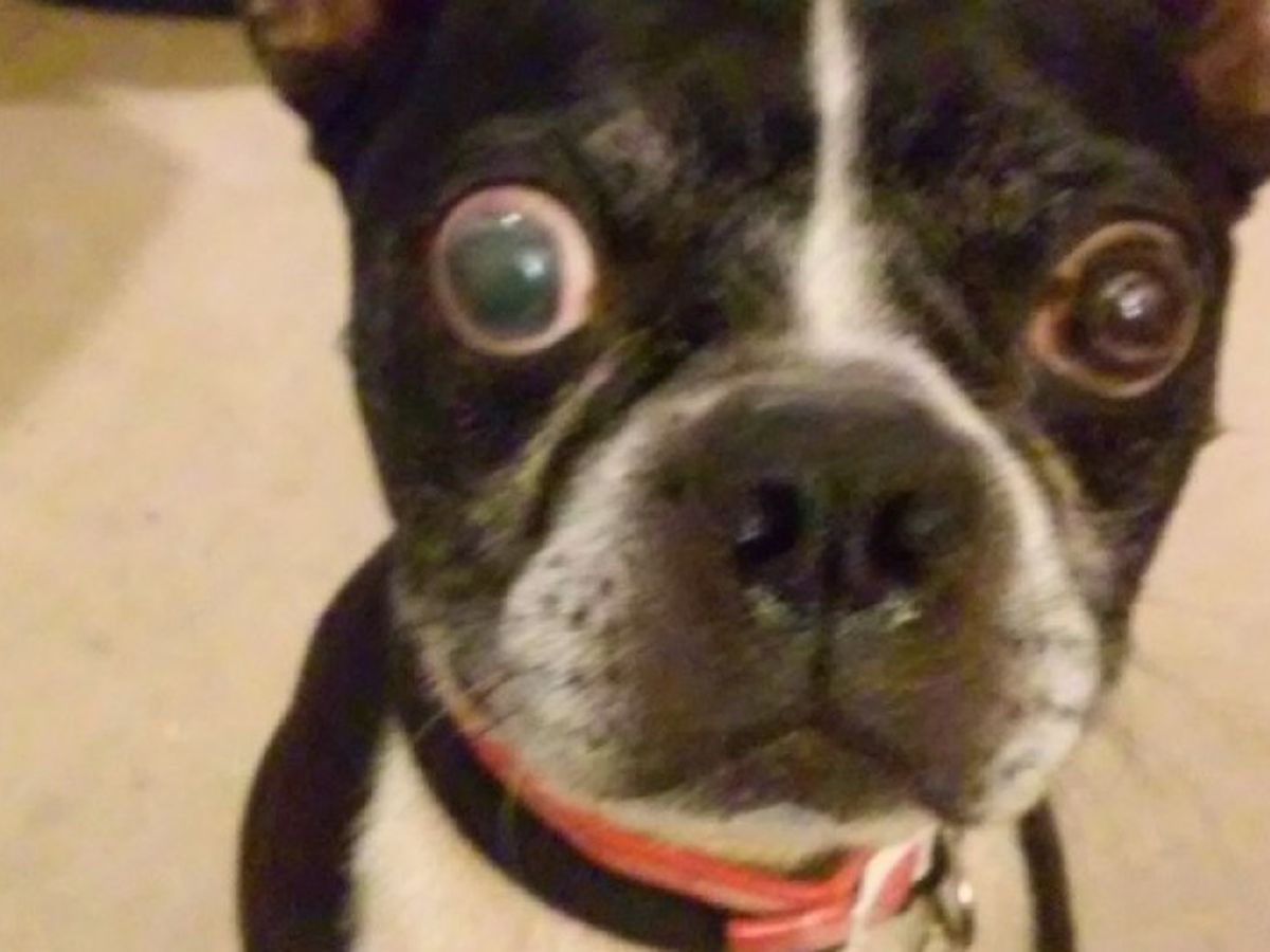 can boston terriers eyes pop out