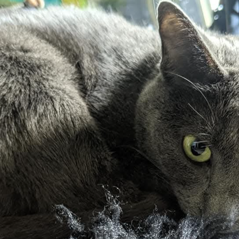 Mew, Echo and Fizzy need financial medical help.
