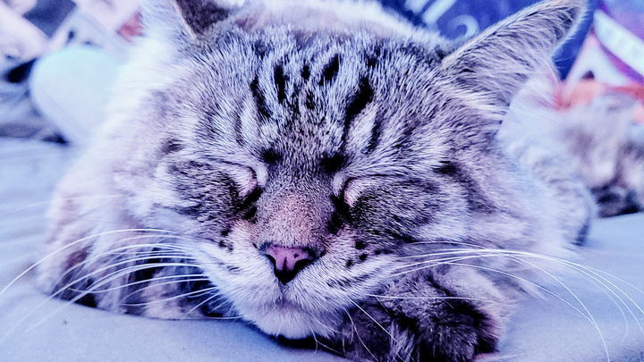 Booka's Final Vet Bills :c campaign photo, 1 of 7