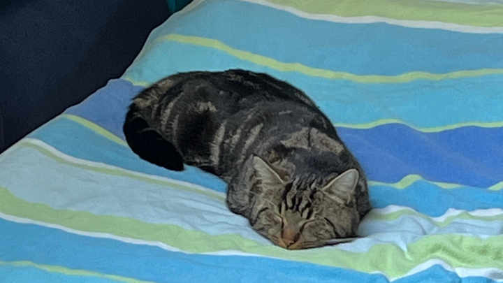 Lebensrettende OP für unseren Kater – Simba campaign photo, 1 of 8