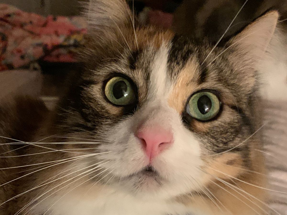 Help Pixie Get Urgent Veterinary Care campaign photo, 1 of 2