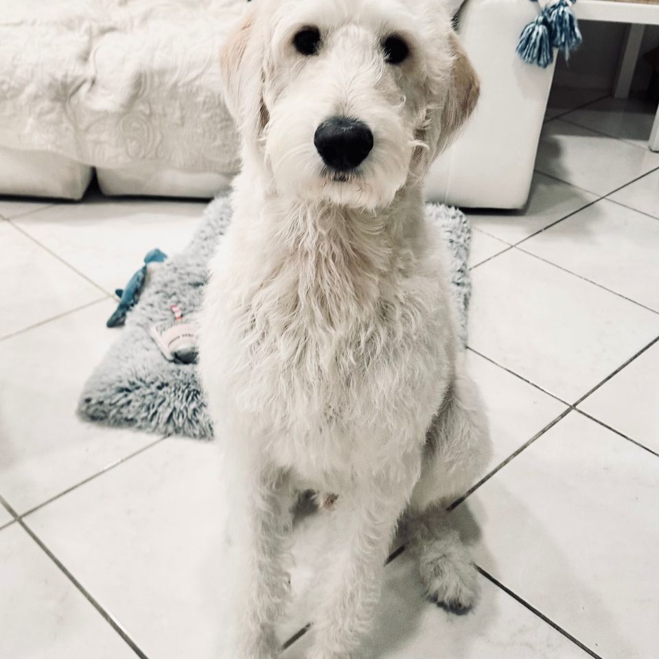 Fundraiser by December Nunez : American Cancer Society 30 Mile Dog
