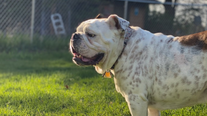 Help Bowser Get Life-Saving Surgery campaign photo, 1 of 5