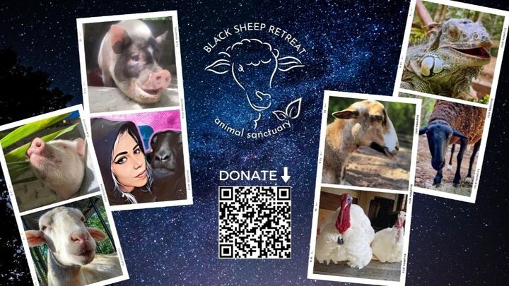 Animal Care at Black Sheep Retreat Sanctuary campaign photo, 1 of 3