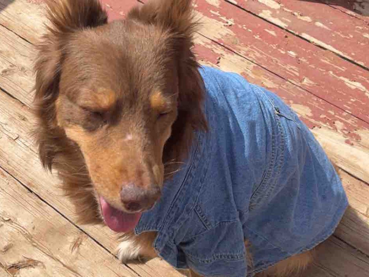 Fundraiser by Deona Hogan : Save Zoe: Urgent Surgery Needed