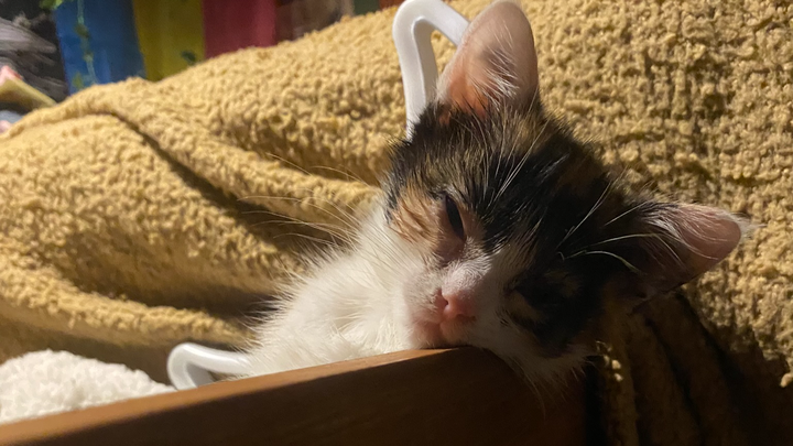 In Memory of Nola: Help Cats Fighting FIP campaign photo, 1 of 7