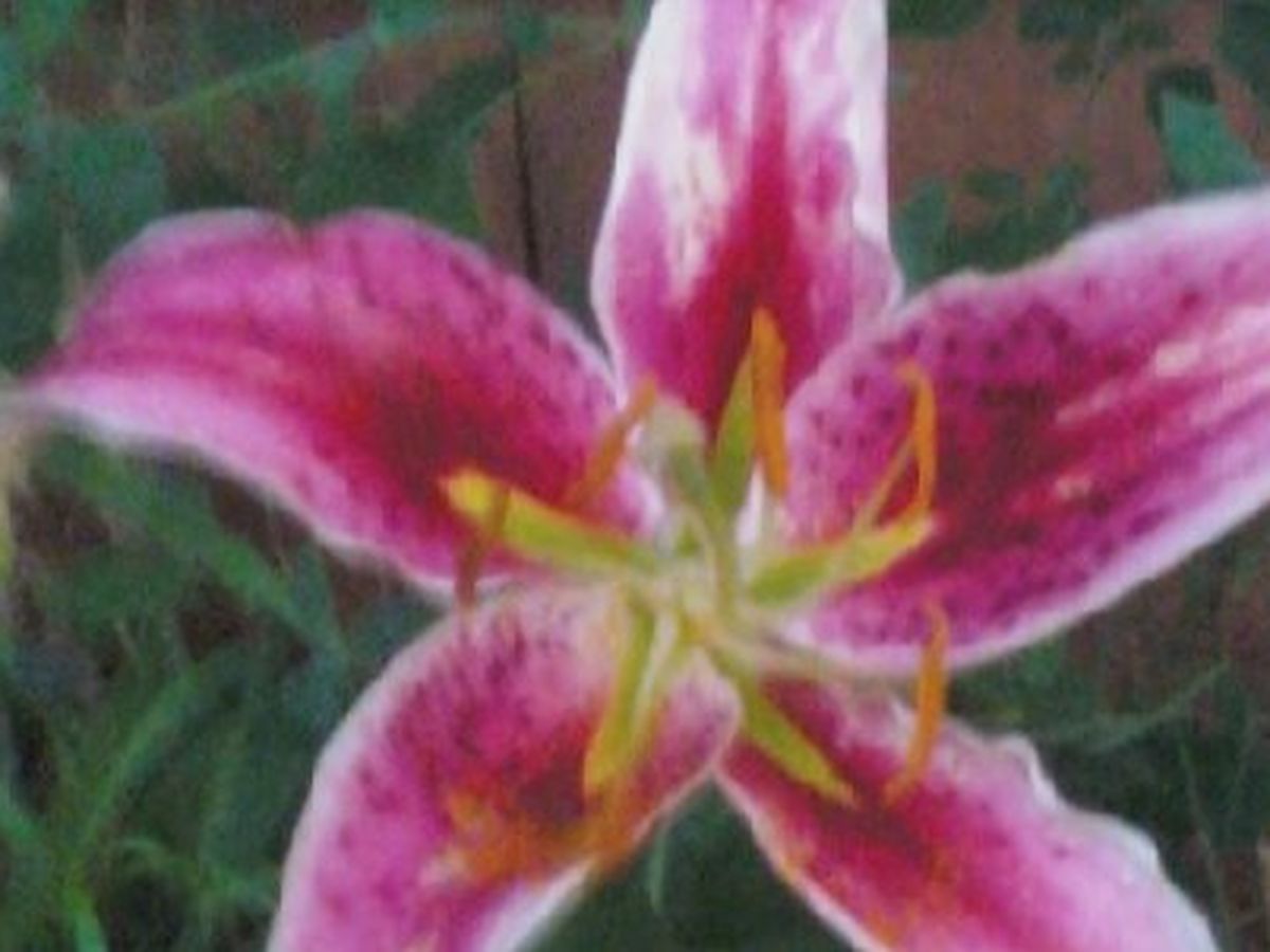 Fundraiser’s main image