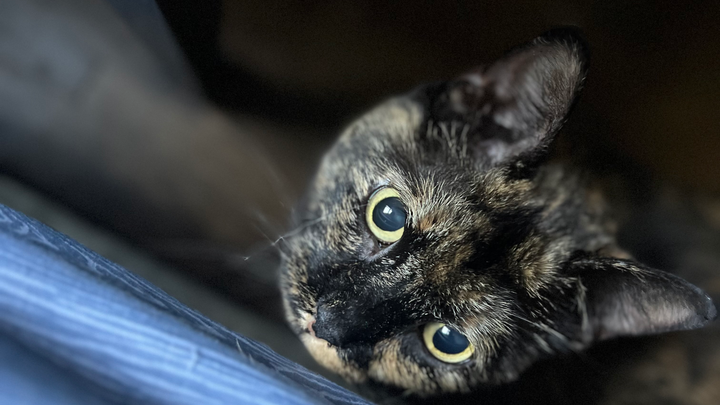 Save my cat Fin from a brain tumour campaign photo, 1 of 8