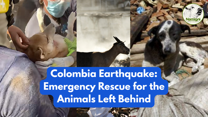 Colombia Earthquake Animal Rescue: Every Hour Counts campaign photo, 1 of 3