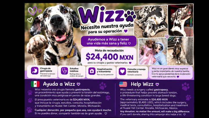 Foto de la recaudación de fondos Mi gran Danés Wizz necesita ayuda. Apóyanos de corazón, 1 de 8
