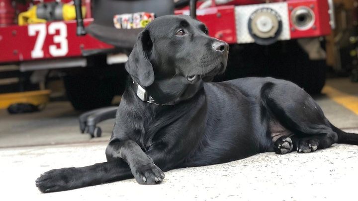 Help Jameson Fight Lymphoma campaign photo, 1 of 8