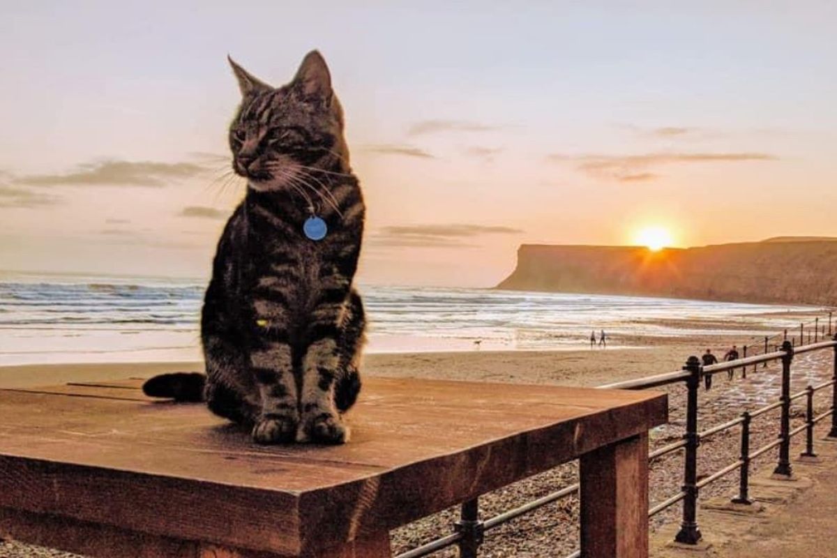 Cat Playing Guitar at Sunset Beach | Stable Diffusion Online, image size:1200x800
