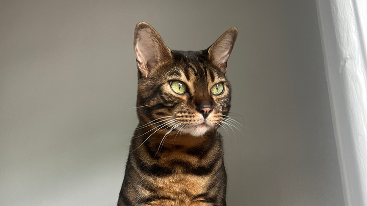 Gigi’s medical fund campaign photo, 1 of 4
