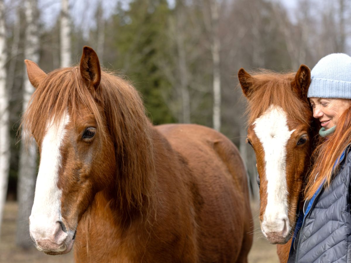 Fundraiser by Katrin Haiba : Support Magical Tori Horses and their ...