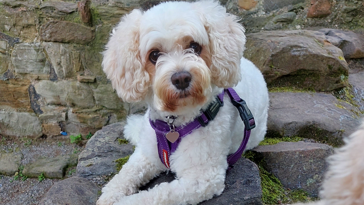 Costs involved after my dog was attacked and killed campaign photo, 1 of 8