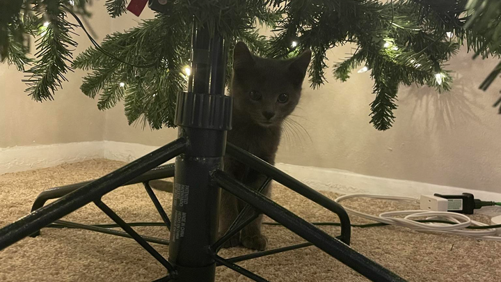 Help save Arthur the cat, on behalf of Lindsay and Sarah campaign photo, 1 of 5