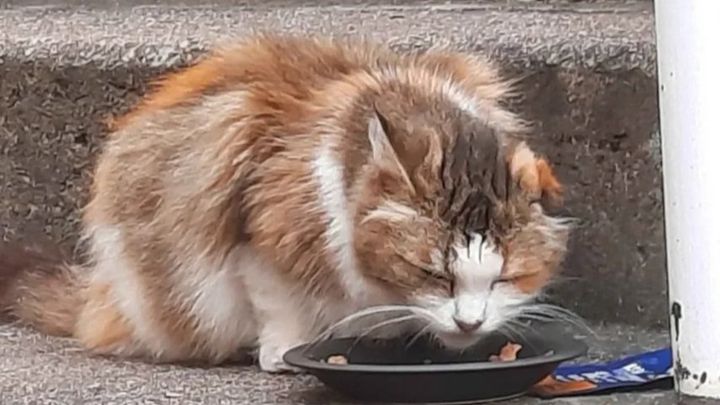 Former stray cat needs help with dental care!! campaign photo, 1 of 9