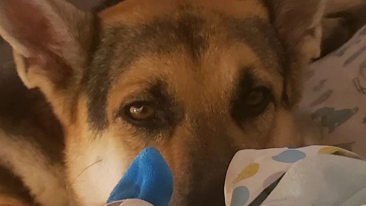 Help Princess Leia Get Medical Care campaign photo, 1 of 8