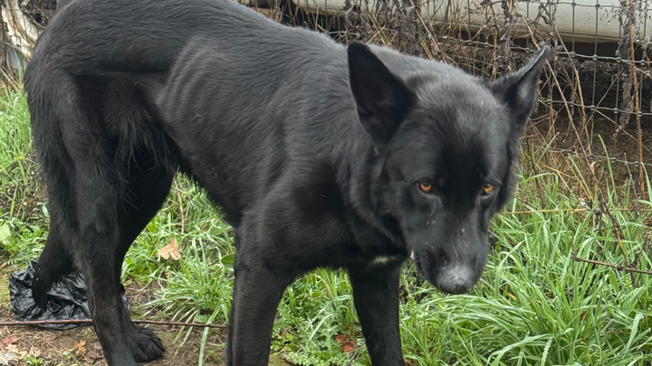 A Christmas Miracle for Dusk, the abandoned Shepherd Dog campaign photo, 1 of 7