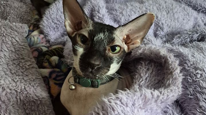 Help Dash the Peterbald Get Lifesaving Answers campaign photo, 1 of 5