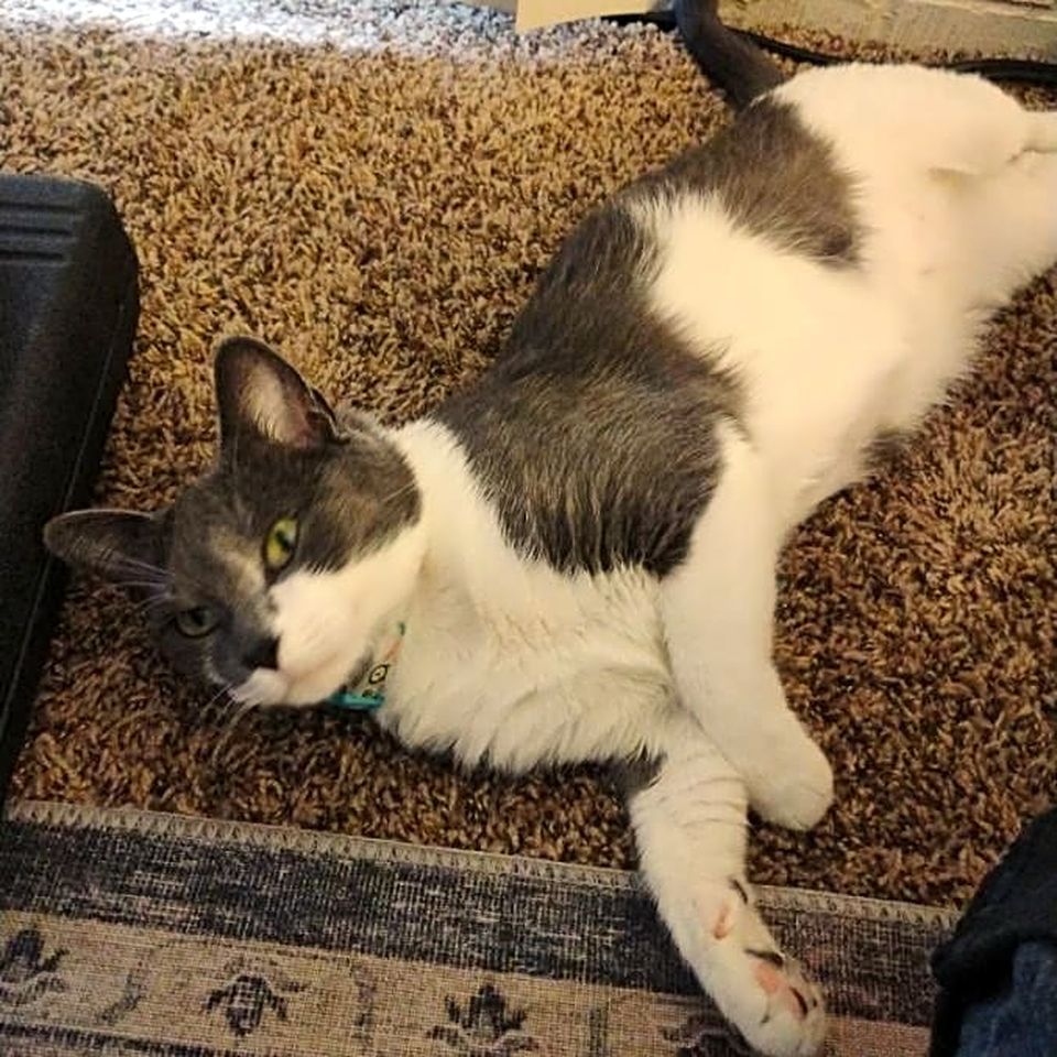 Little Girl is a 1 Year Old Mix-Breed in Thornton
