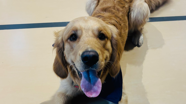 Help Bring Walter to our school as a Facility Dog campaign photo, 1 of 5