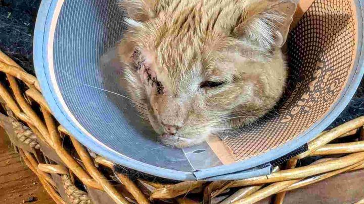Support Dorita & David with Scunner’s Vet Bills campaign photo, 1 of 5