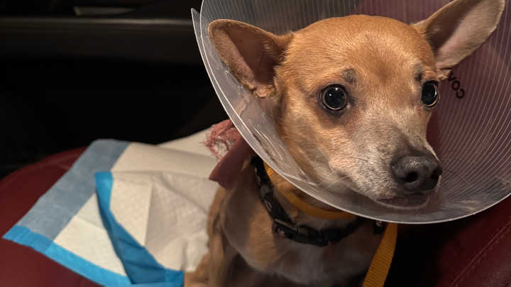 Help Oscar Get the Surgery He Needs campaign photo, 1 of 7