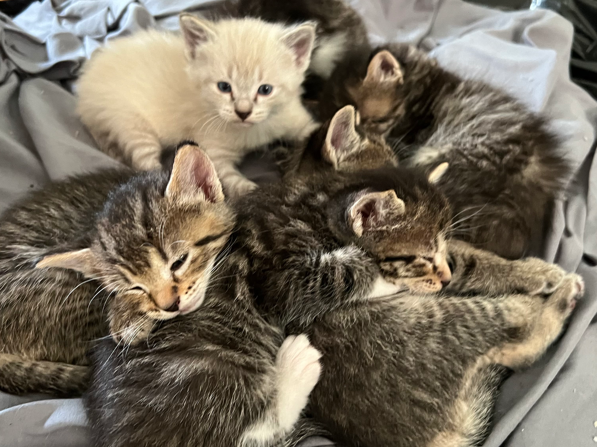 Help Stray Kittens Get Vet Care campaign photo, 1 of 8