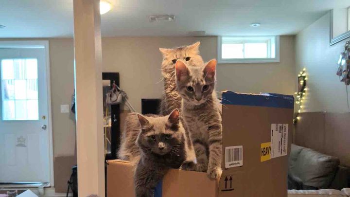 Help my friend rehome her cats and find a safe home campaign photo, 1 of 4