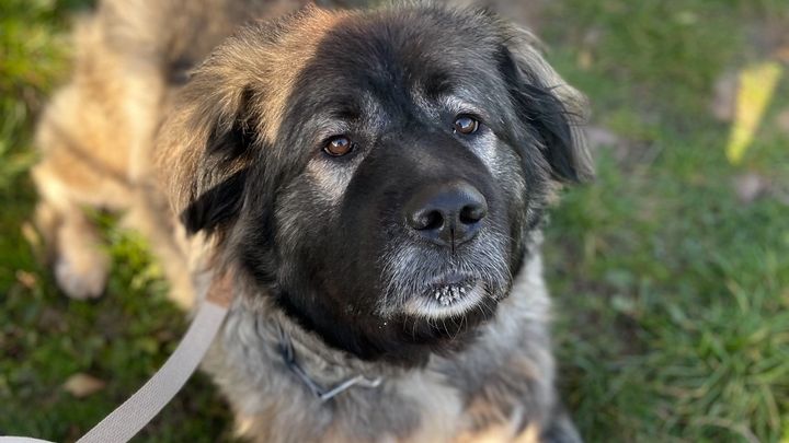 Mila’s Legacy-Help Us Pay Back Her Emergency Surgery Loan campaign photo, 1 of 8