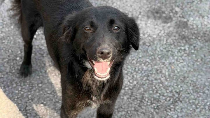 Kampagnen-Foto für Support Marijana Feed Street Dogs, 1 von 4