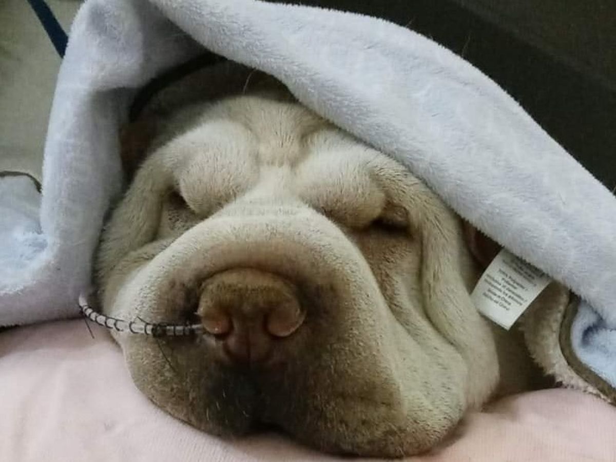 Shar pei best sale rescue nc