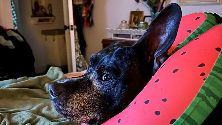Help Possum Heal for Her 10th Birthday campaign photo, 1 of 7