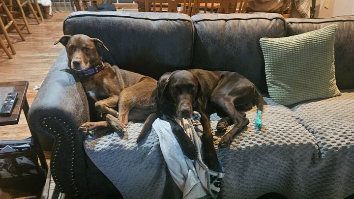 Fundraiser by Kerry Christenson : Help Rescue Pets Get Vet Care & Supplies