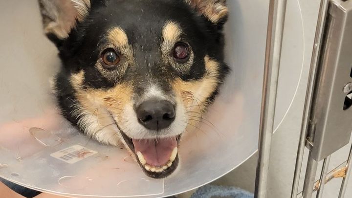 Help Save Jet: Our Beloved Corgi Needs Lifesaving Care campaign photo, 1 of 8
