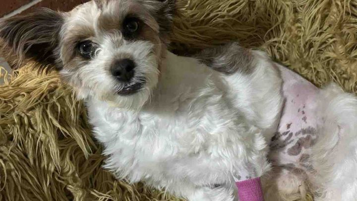 Lola’s huge surgery costs campaign photo, 1 of 3