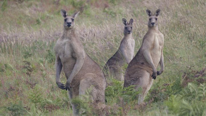 Eight kangaroos died. Are threatened migratory species next? campaign photo, 1 of 9