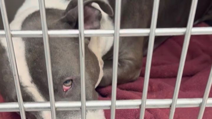 Support Tanos' Life-Saving Surgery campaign photo, 1 of 5