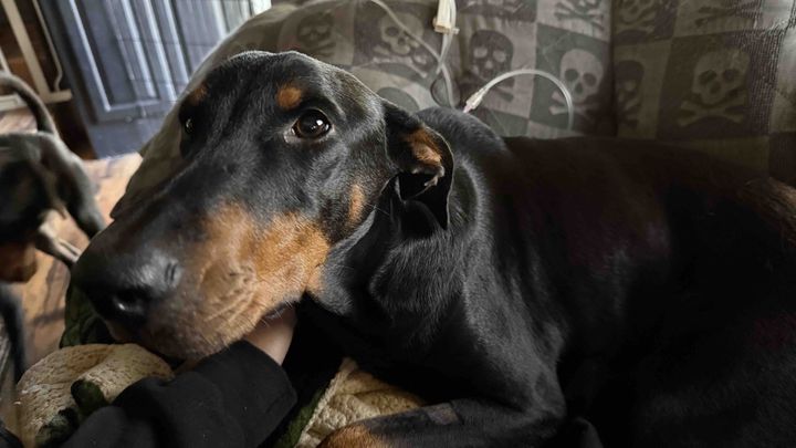 Help Our Sweet Doberman Rose Fight Kidney Disease campaign photo, 1 of 8